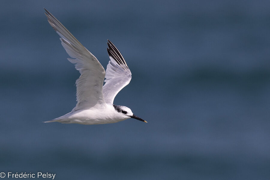 Sandwich Tern