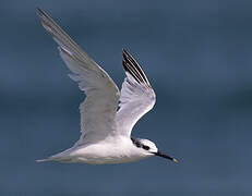 Sandwich Tern