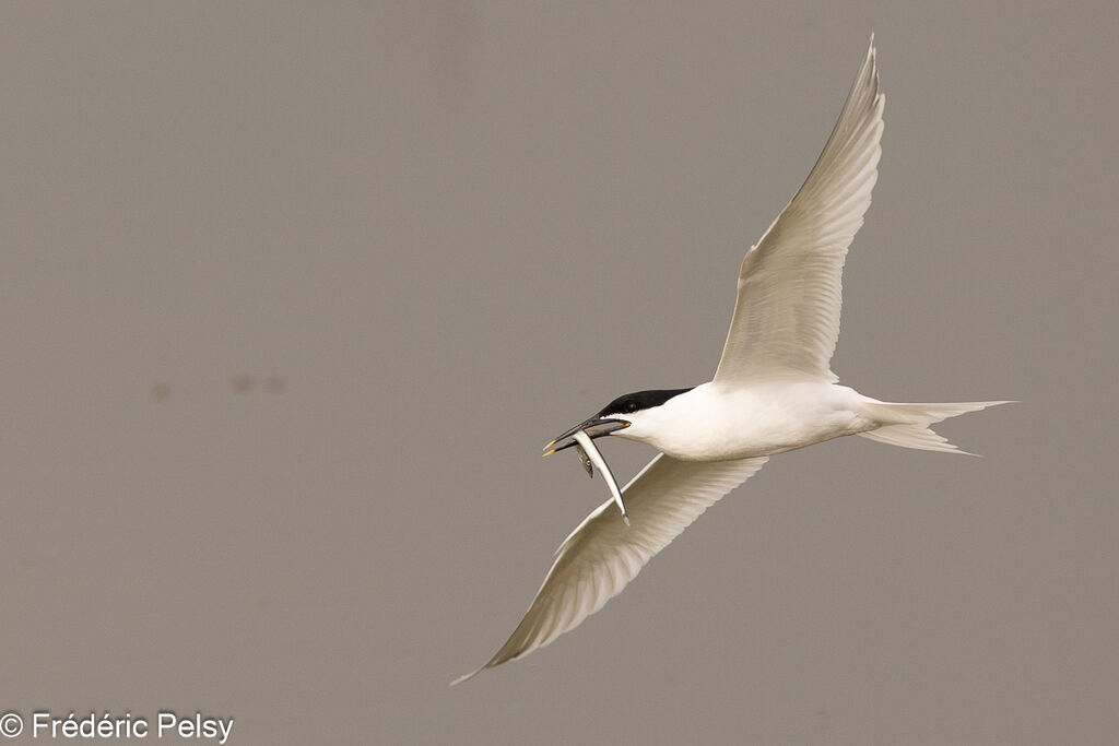 Sandwich Tern