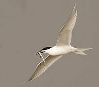 Sandwich Tern