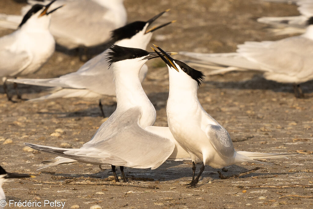 Sandwich Ternadult, courting display