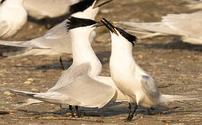 Sandwich Tern