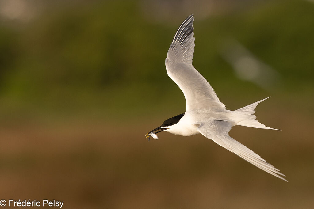 Sandwich Tern