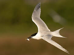 Sandwich Tern