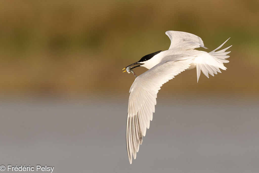 Sandwich Tern