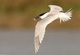 Sandwich Tern