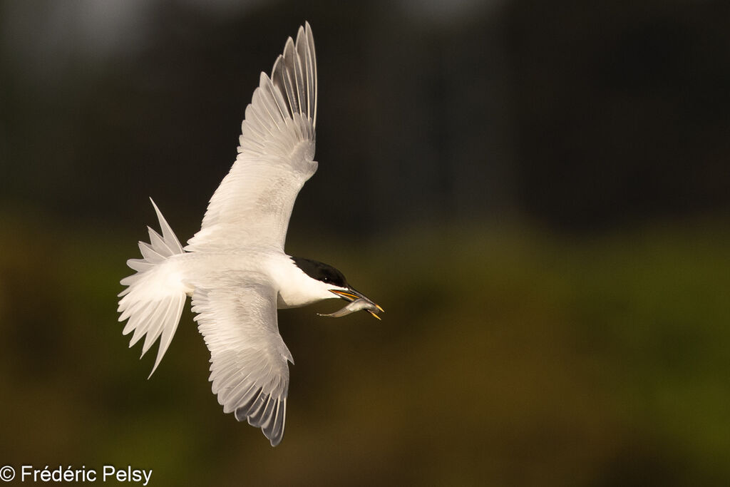 Sandwich Tern