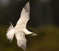 Sandwich Tern