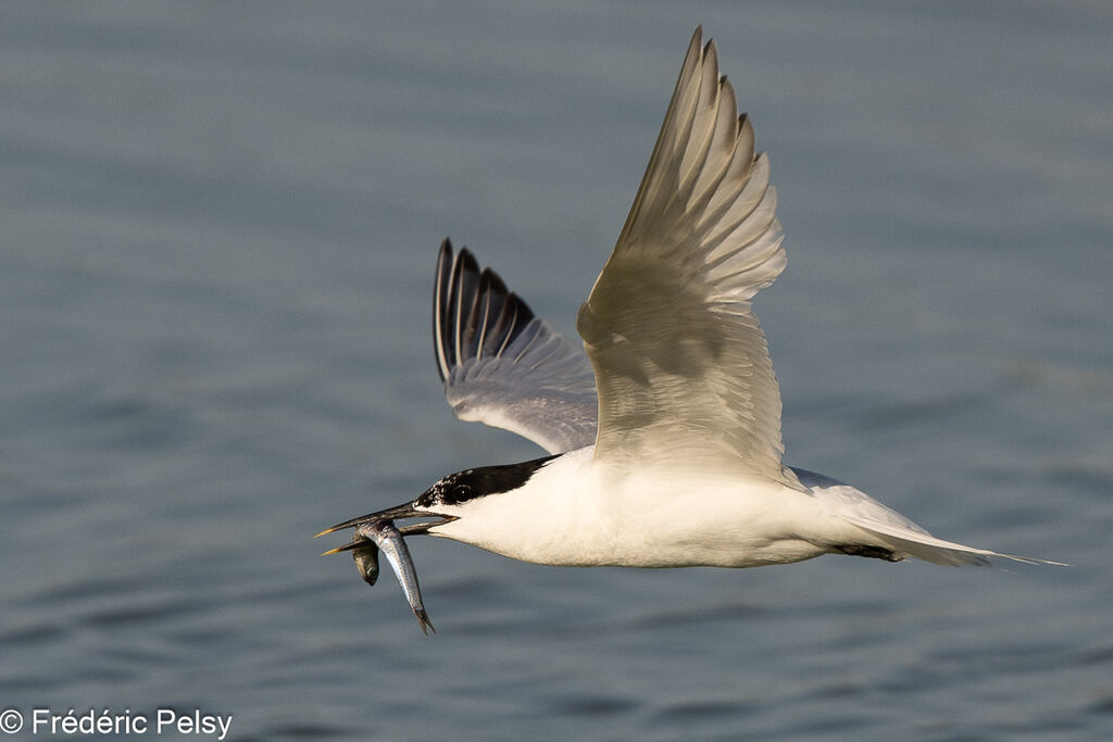 Sandwich Tern