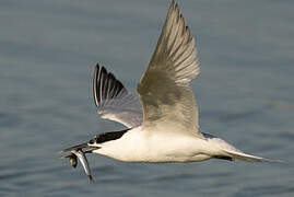 Sandwich Tern