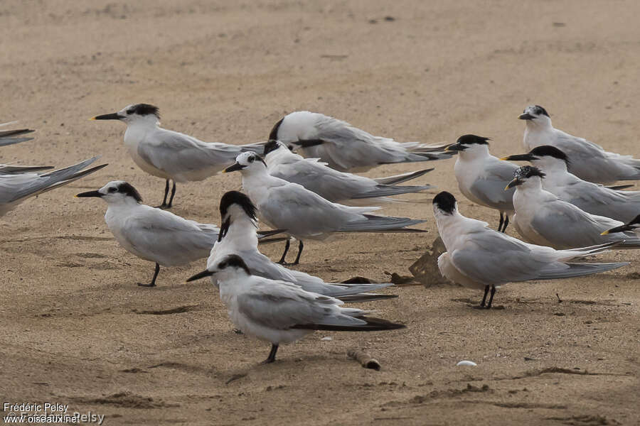 Cabot's Tern, aspect, Behaviour