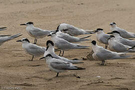 Cabot's Tern