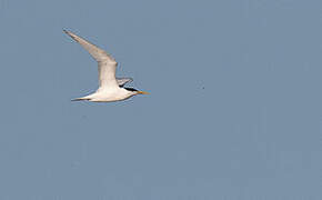 Cabot's Tern