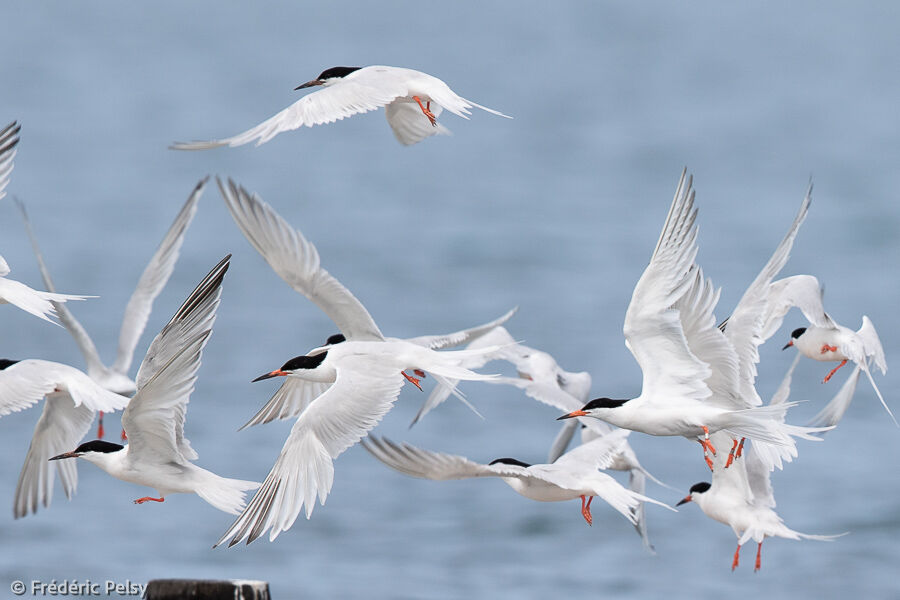 Roseate Ternadult, Flight