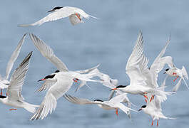 Roseate Tern