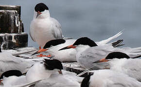 Roseate Tern