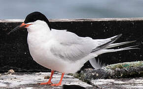 Roseate Tern