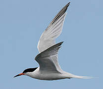 Roseate Tern