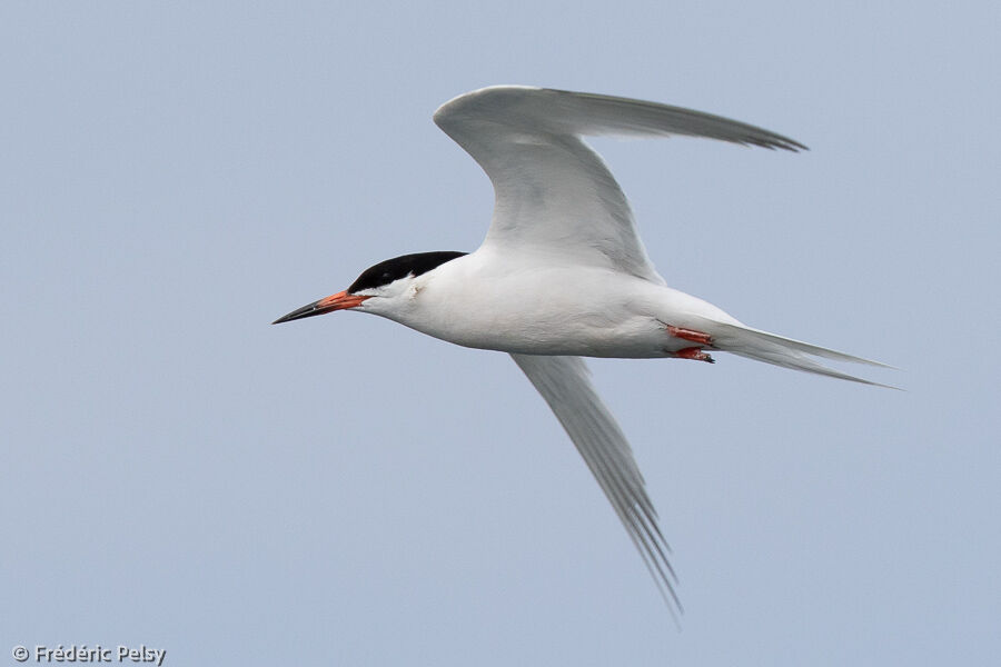 Roseate Ternadult, Flight