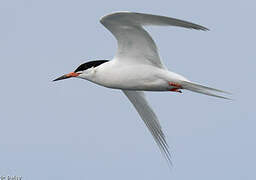 Roseate Tern