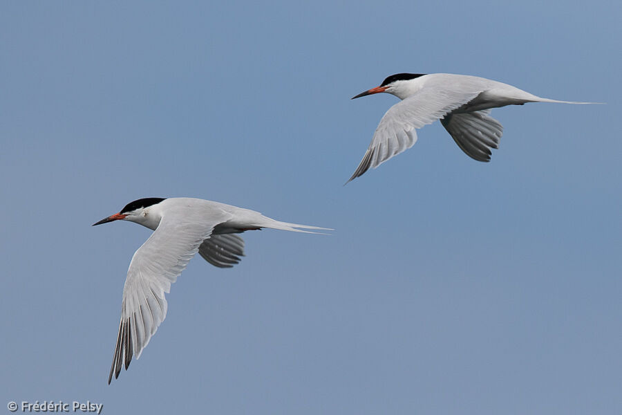 Roseate Ternadult, Flight