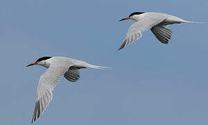 Roseate Tern