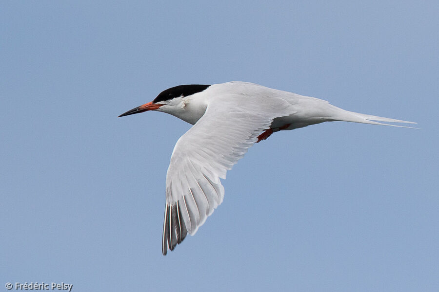 Roseate Ternadult, Flight