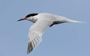 Roseate Tern