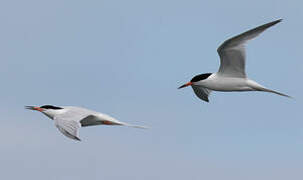 Roseate Tern