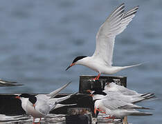 Roseate Tern