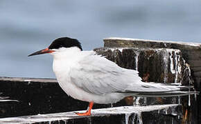 Roseate Tern