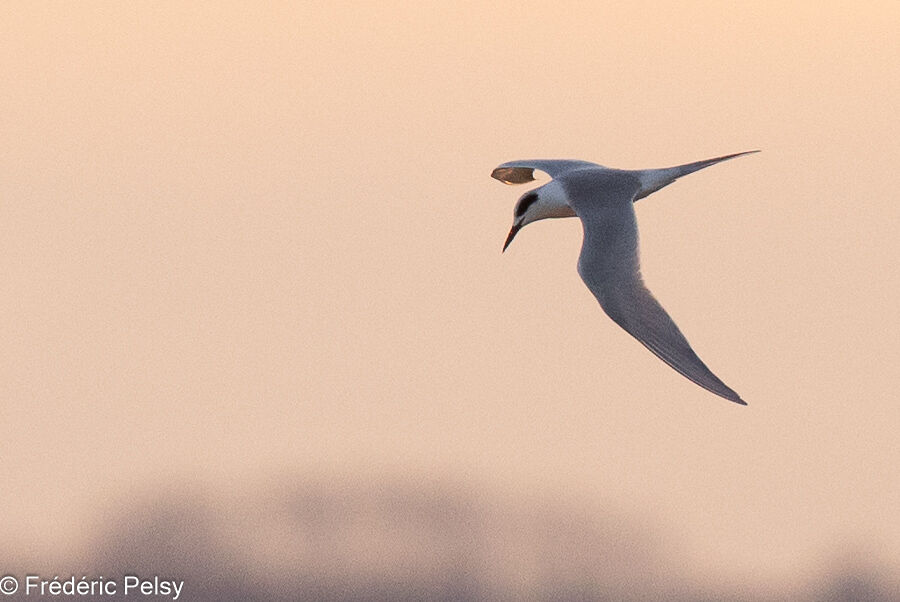 Forster's Tern