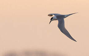 Forster's Tern