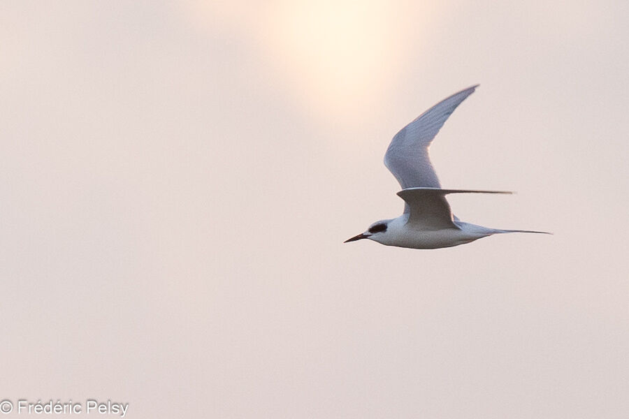 Forster's Tern