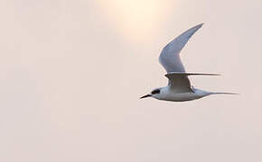 Forster's Tern