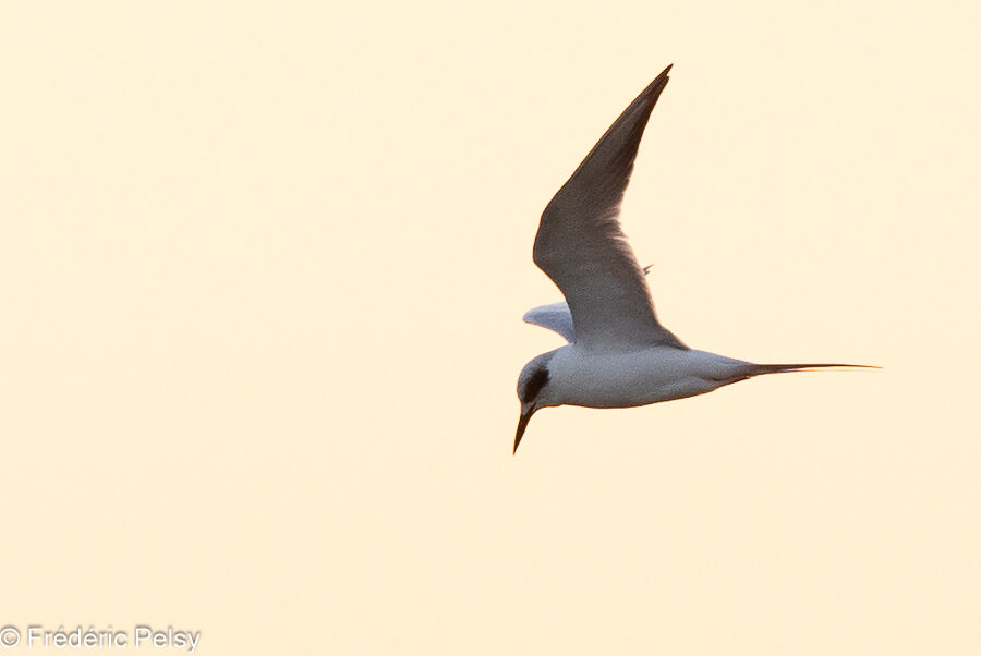 Forster's Tern