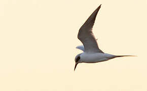 Forster's Tern