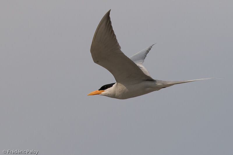 River Tern, Flight
