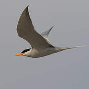 River Tern