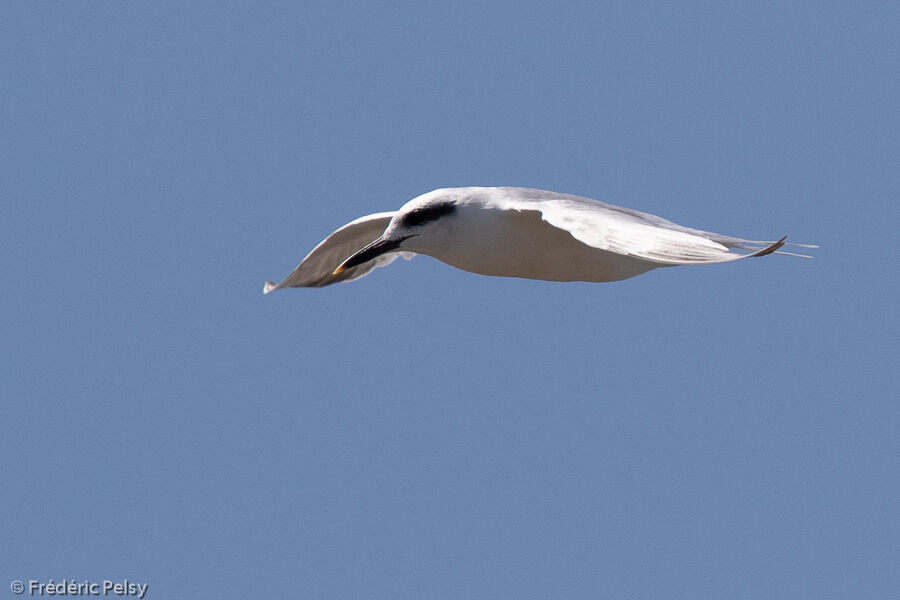 Snowy-crowned Tern, Flight