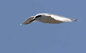 Snowy-crowned Tern