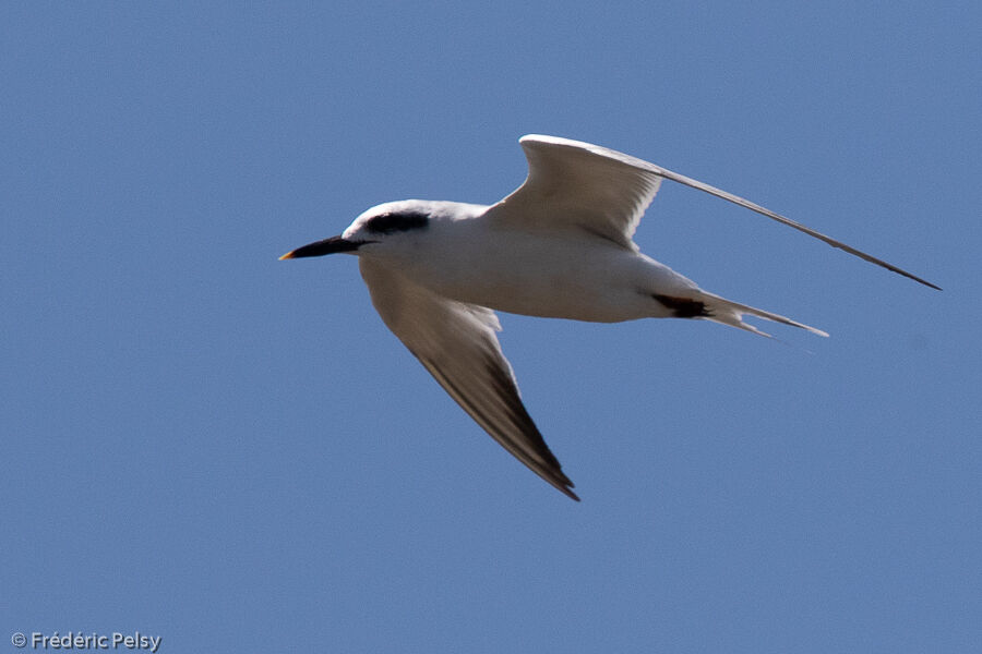 Snowy-crowned Tern, Flight