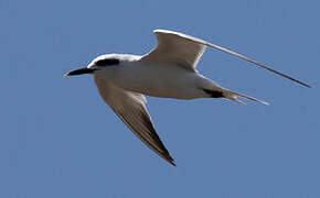 Snowy-crowned Tern