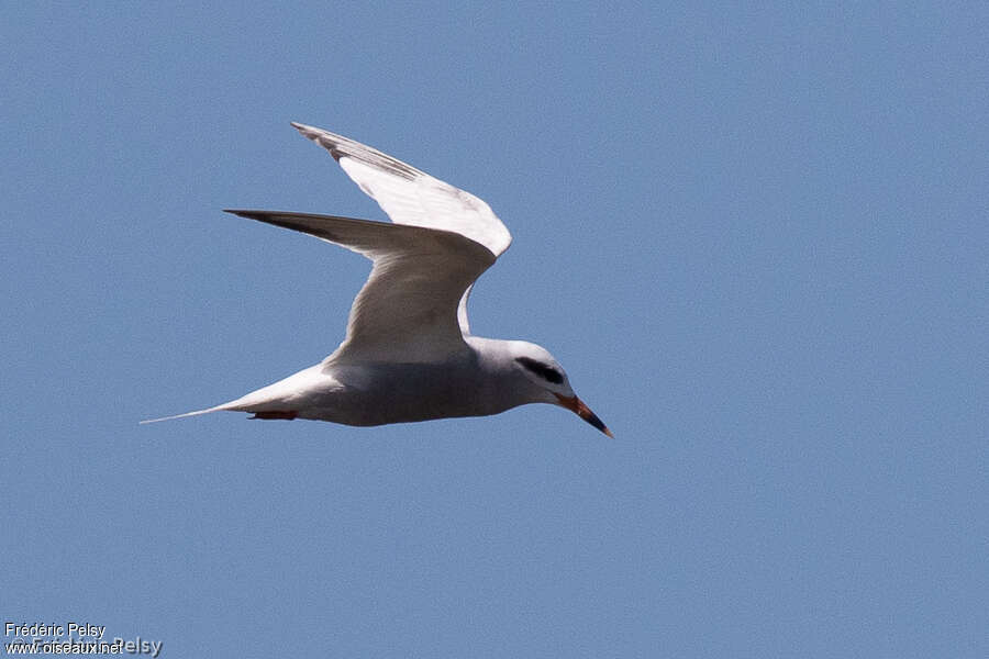 Snowy-crowned Ternadult, identification