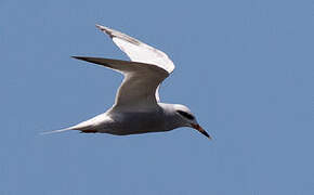 Snowy-crowned Tern