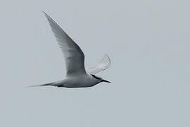 Black-naped Tern