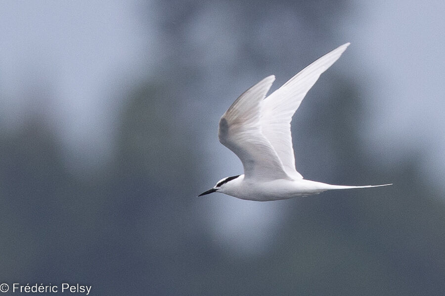 Black-naped Tern