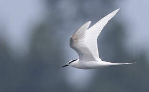 Black-naped Tern