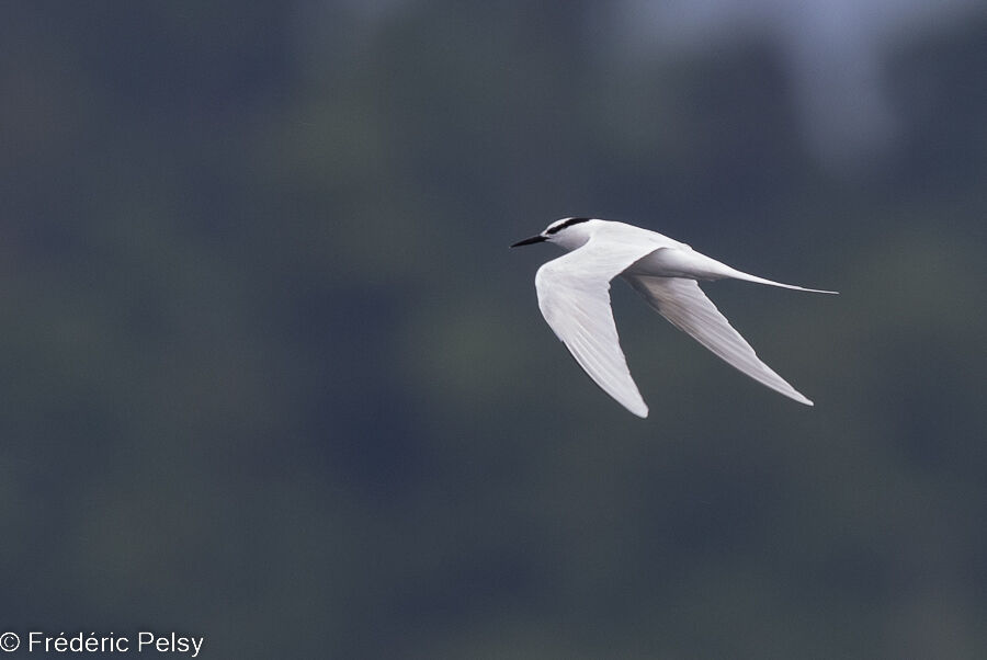 Black-naped Tern