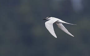 Black-naped Tern